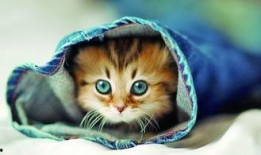 博士貓娛樂爆料是真的嗎,真相揭秘，是真是假？